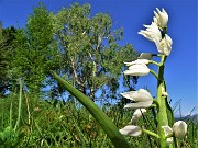 33 Cephalanthera longifolia (Cefalantera maggiore) con betulla